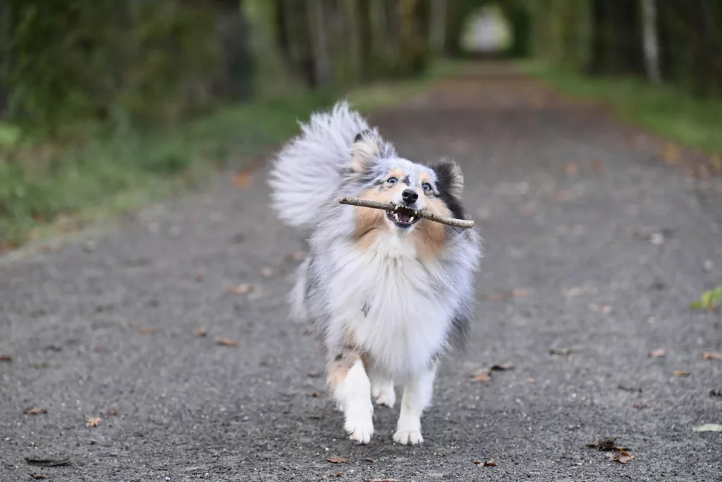A dog running on a path with a stick in its mouth