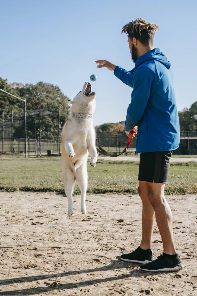 Side view of young man in sportswear training jumping dog  on sunny day