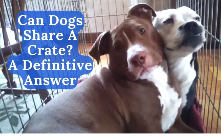 Can Dogs Share a Crate? A Definitive Answer