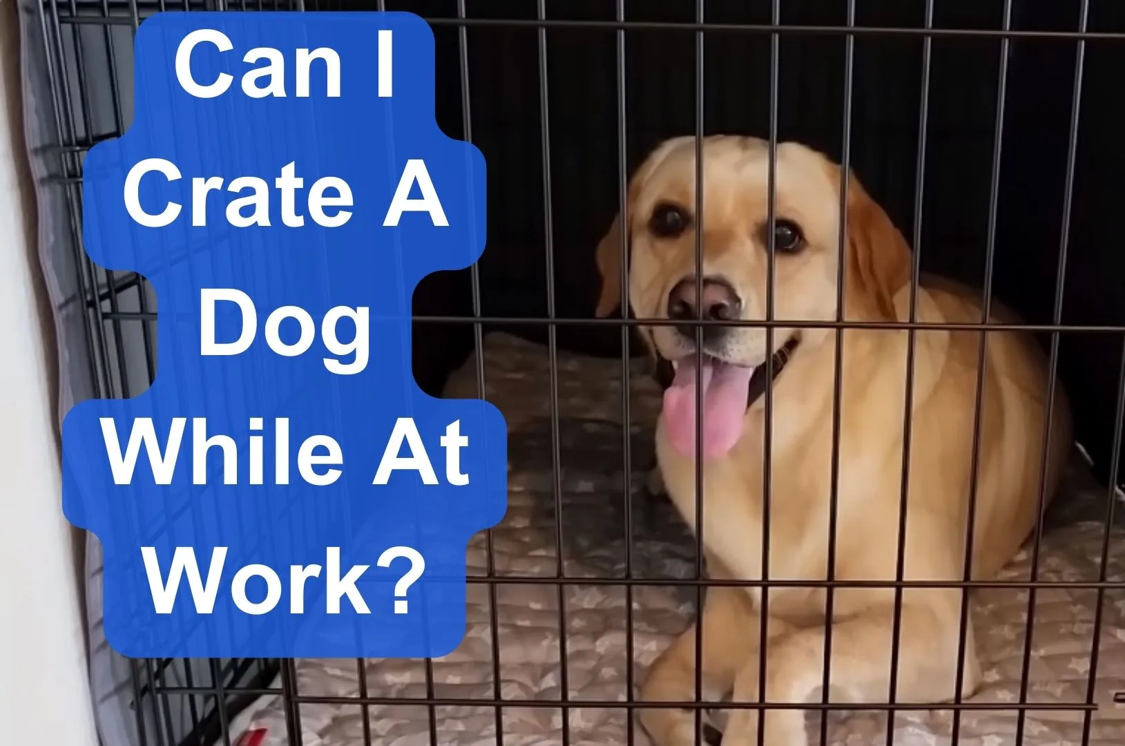 can I crate a dog while at work