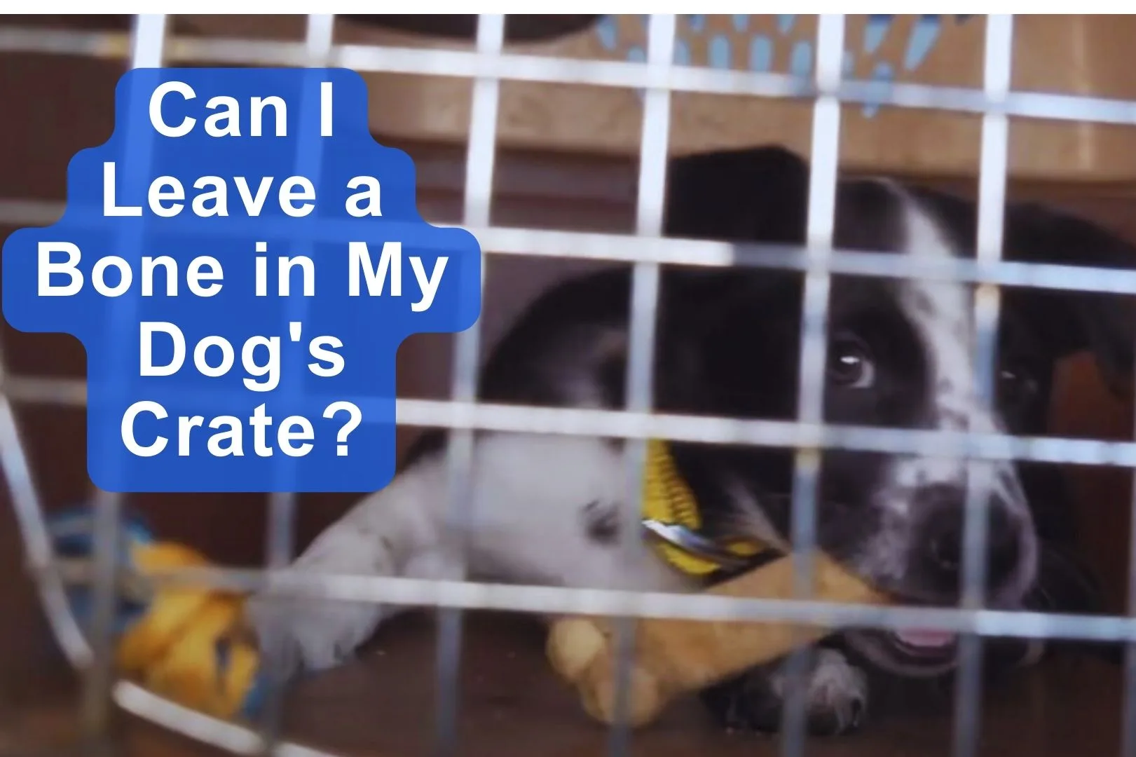can I leave a bone in my dog's crate?