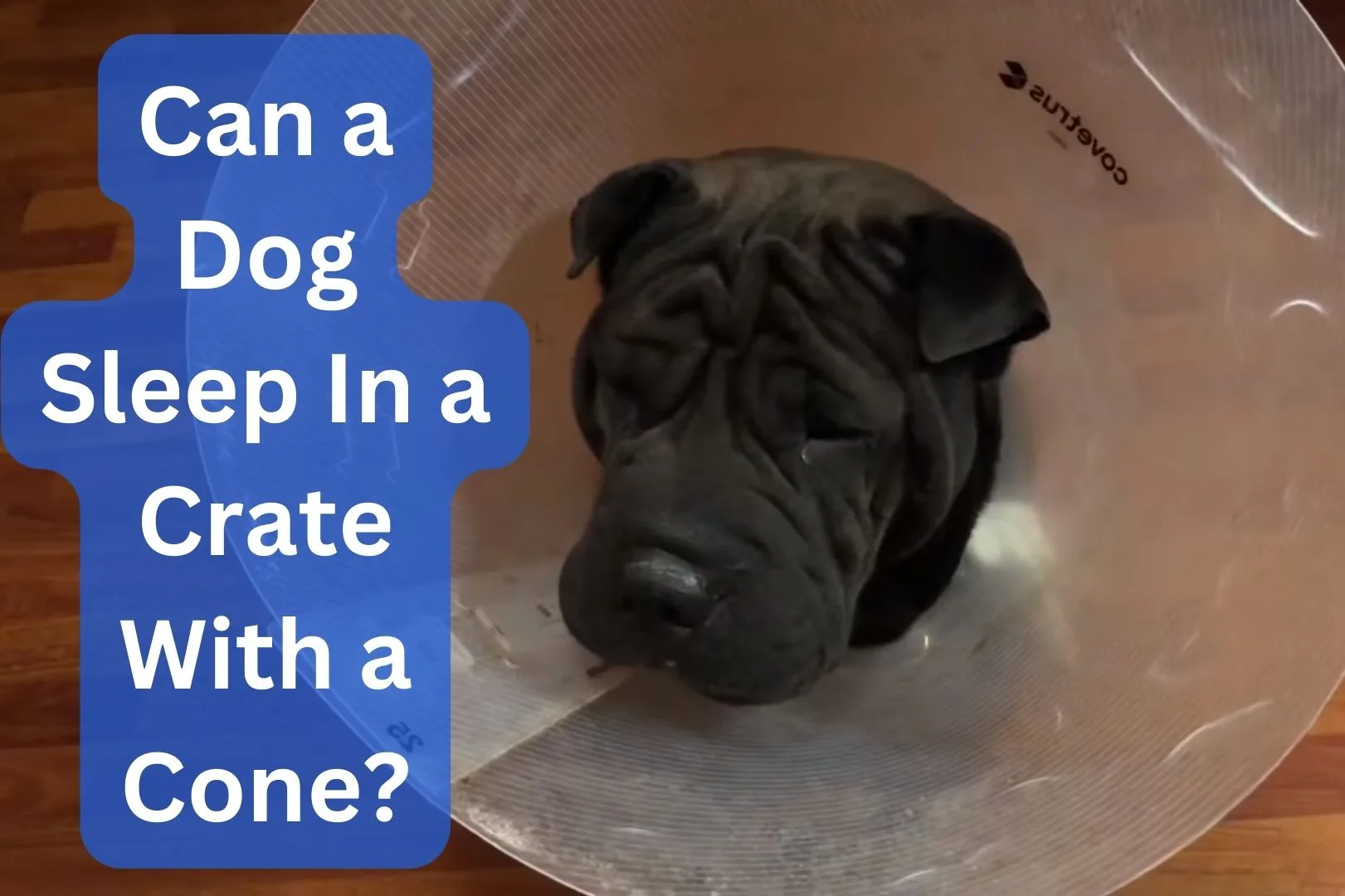 can a dog sleep in a crate with a cone
