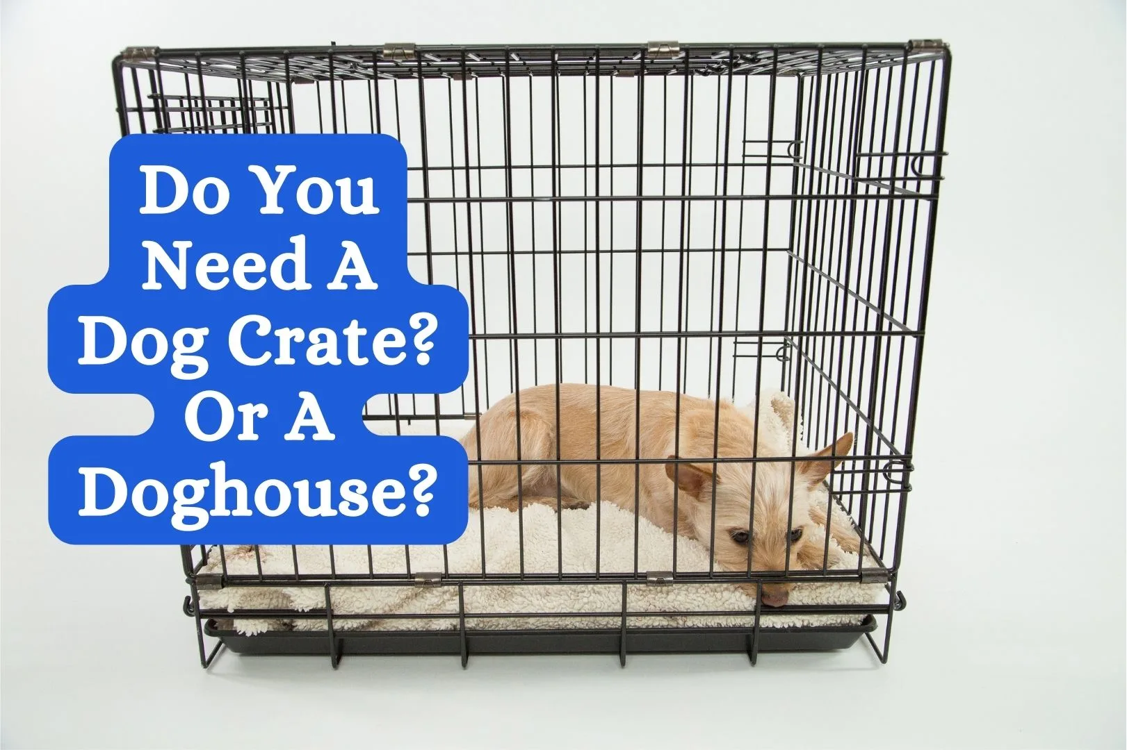 Do You Need A Dog Crate