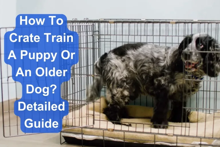 How to Crate train a Puppy or An older Dog? Detailed Guide