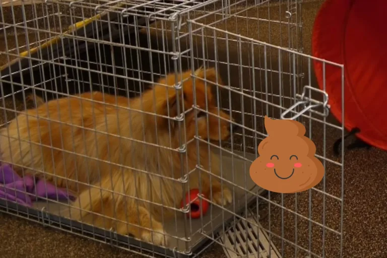 How to Stop a Dog from Pooping or Peeing in a Crate: 7 Tips