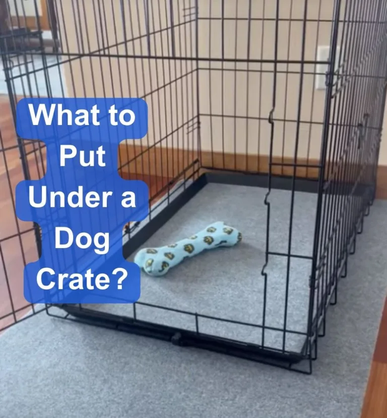 What to Put Under a Dog Crate? 6 Awesome Options