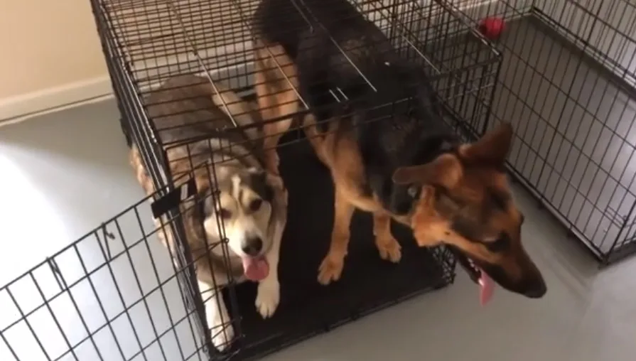 can 2 dogs share a crate