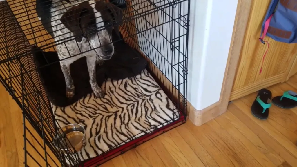 how long can a dog be in a crate