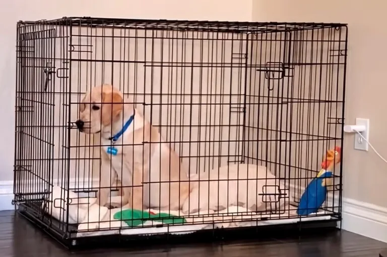 How Long Can a Dog Stay in a Crate?