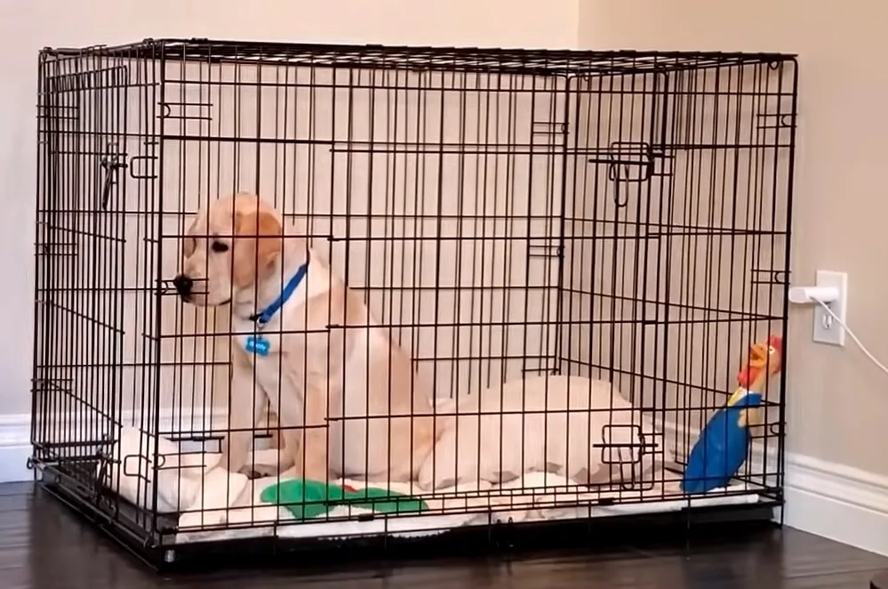 how long can a dog stay in a crate