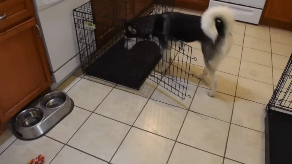 how long to crate a dog
