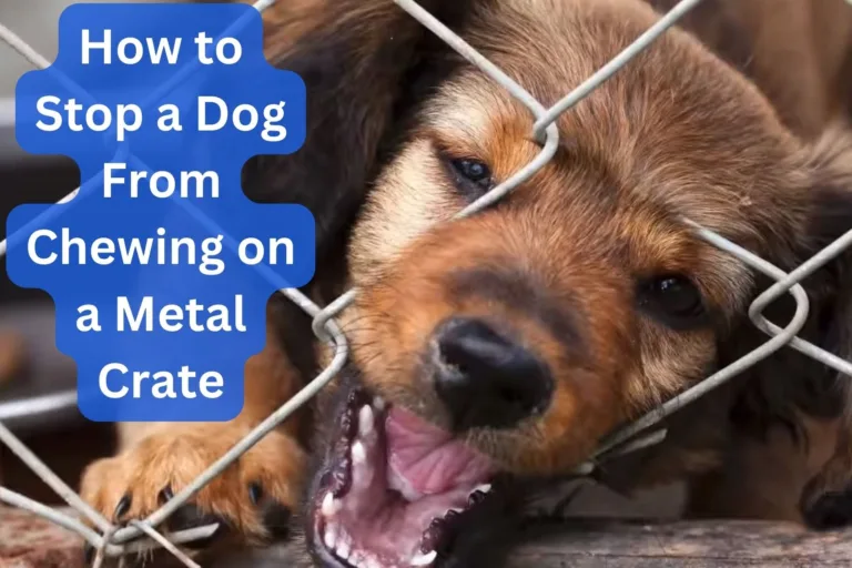 How to Stop a Dog From Chewing on a Metal Crate – 12 Ways