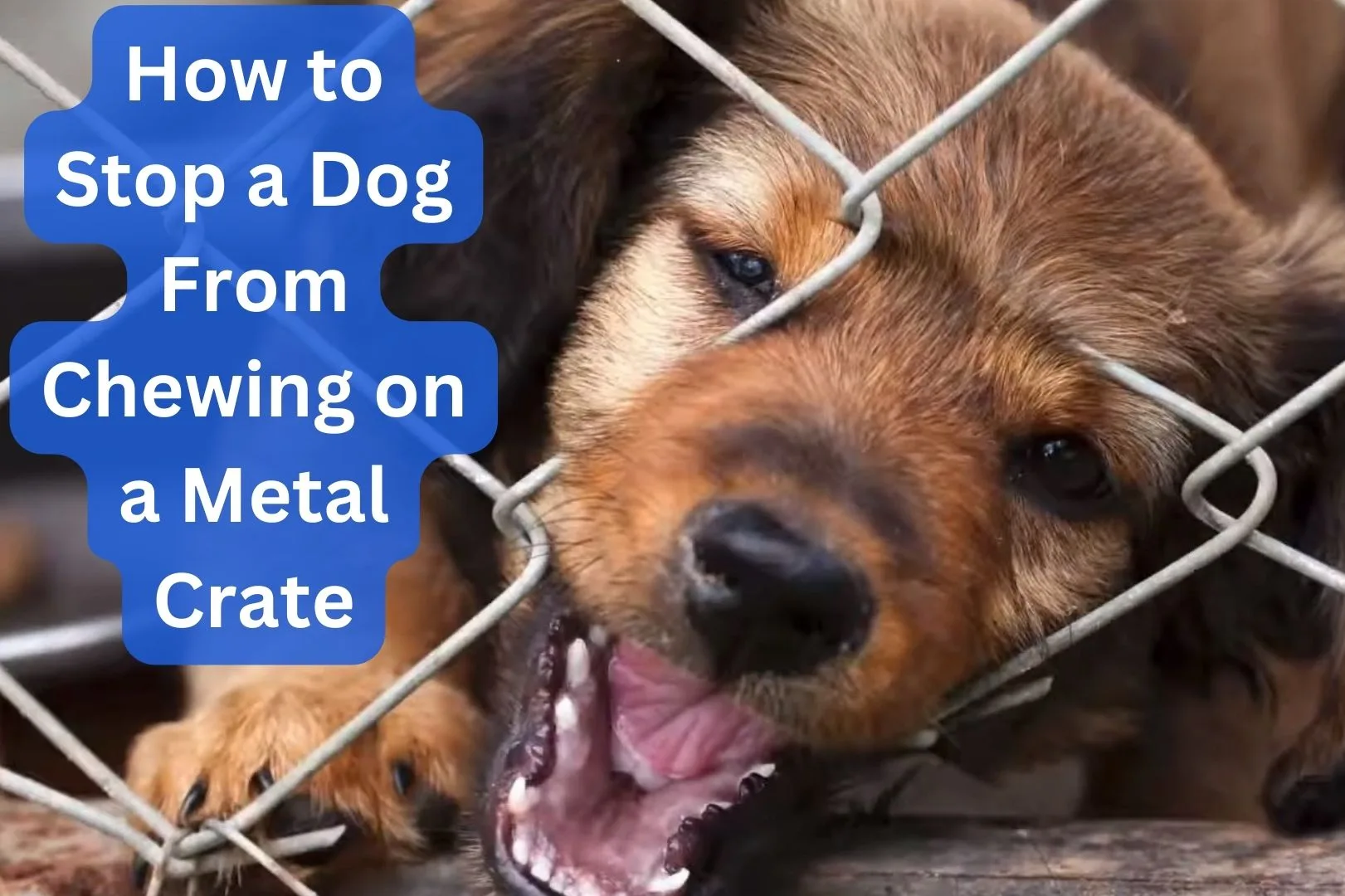 how to stop a dog from chewing on a metal crate
