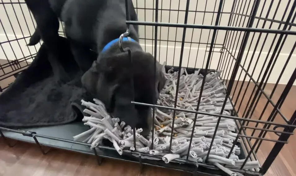 How to Crate train a Puppy or An older Dog