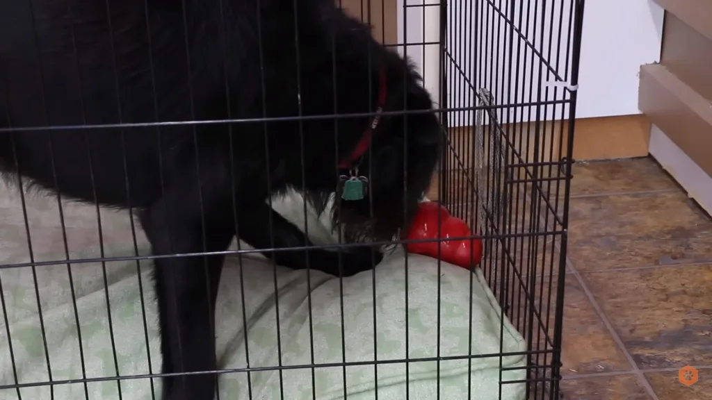 can a dog chew through a metal crate