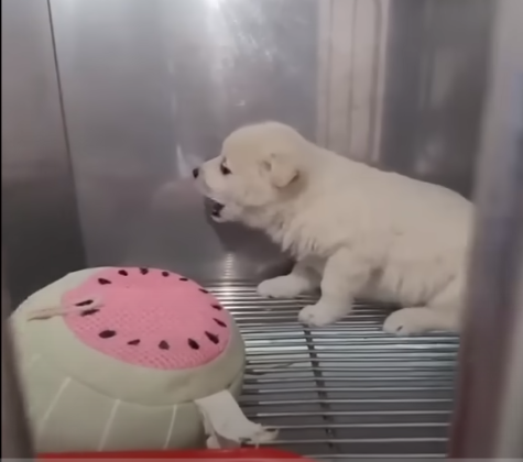 How Long to Let Puppy Cry in Crate