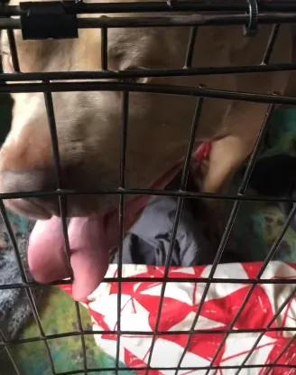 why does my dog licks his crate