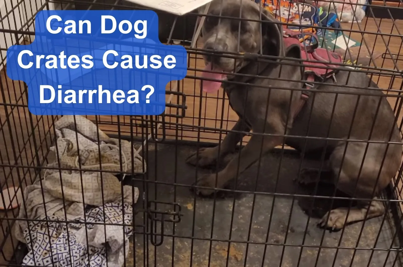 can dog crates cause diarrhea