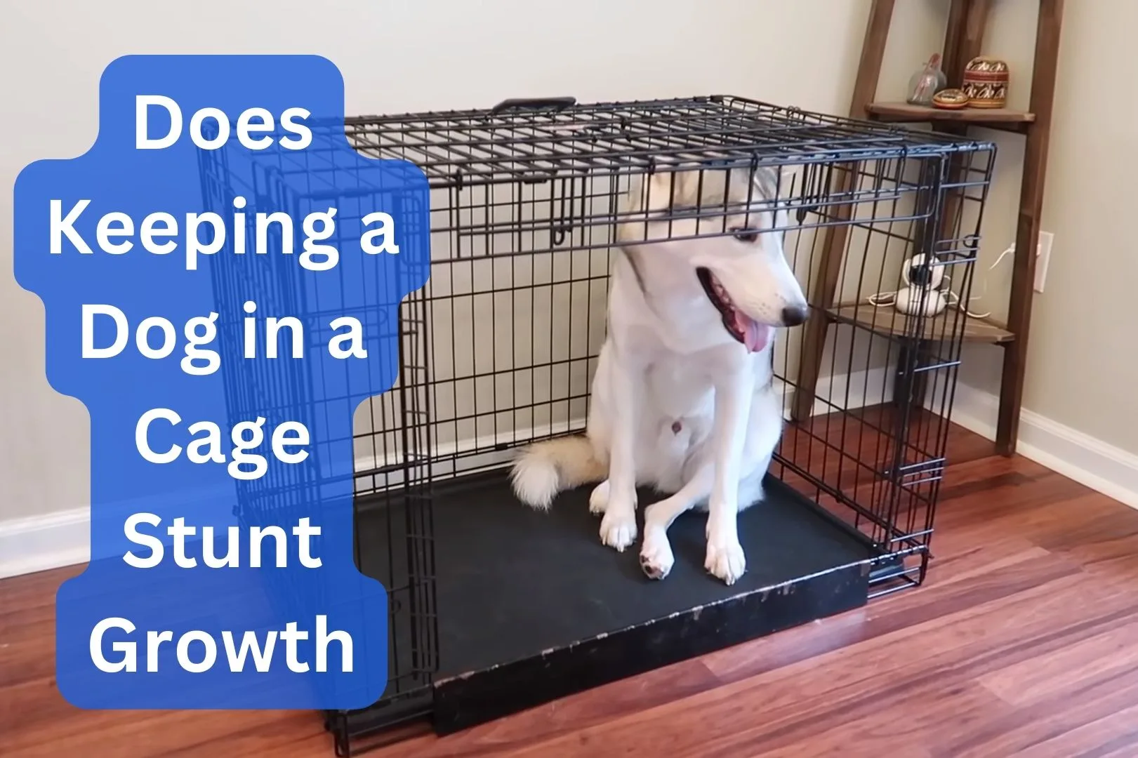 Does Keeping a Dog in a Cage Stunt Growth