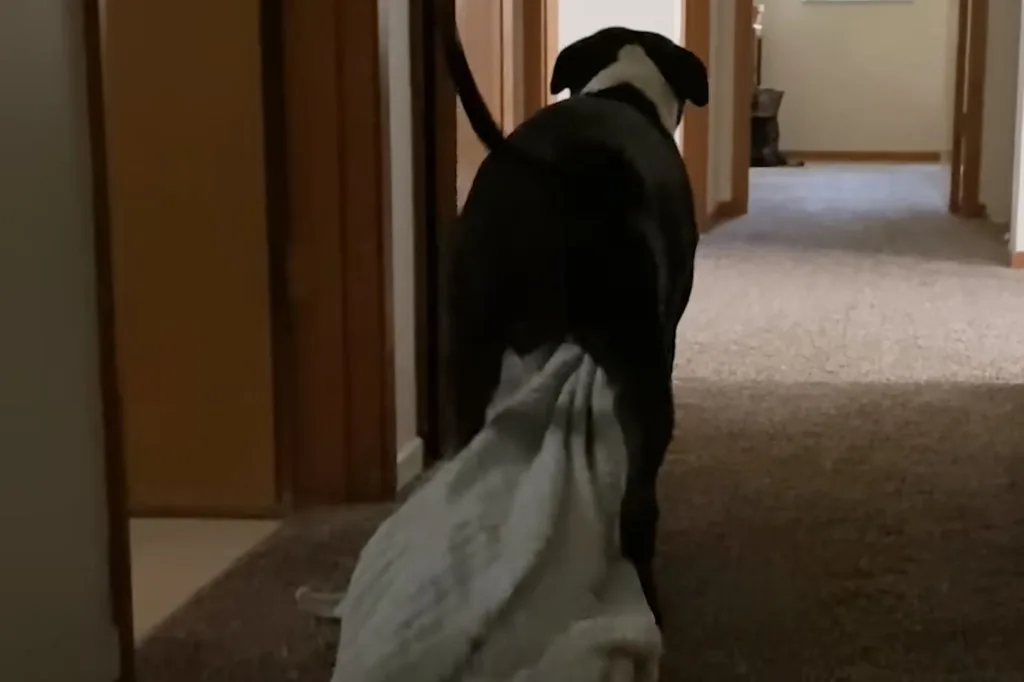Dog carrying his blanket everywhere