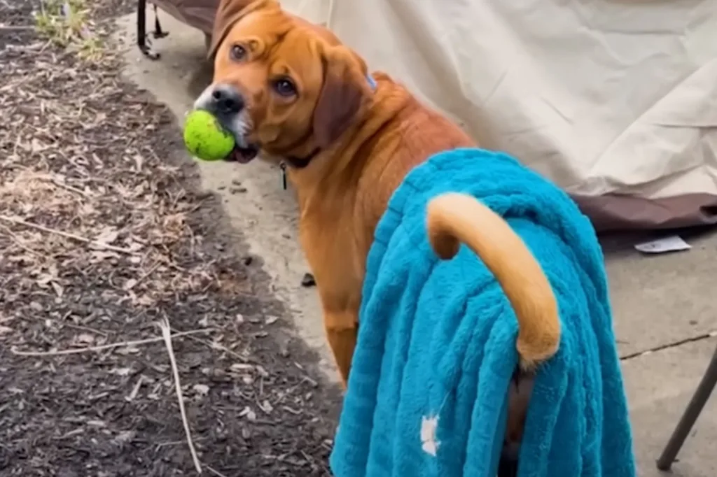 Dog playing with his blanket