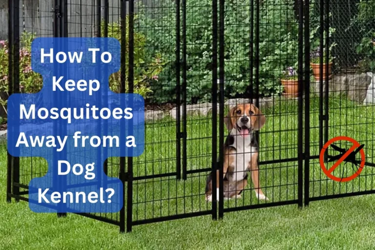 How To Keep Mosquitoes Away from a Dog Kennel?
