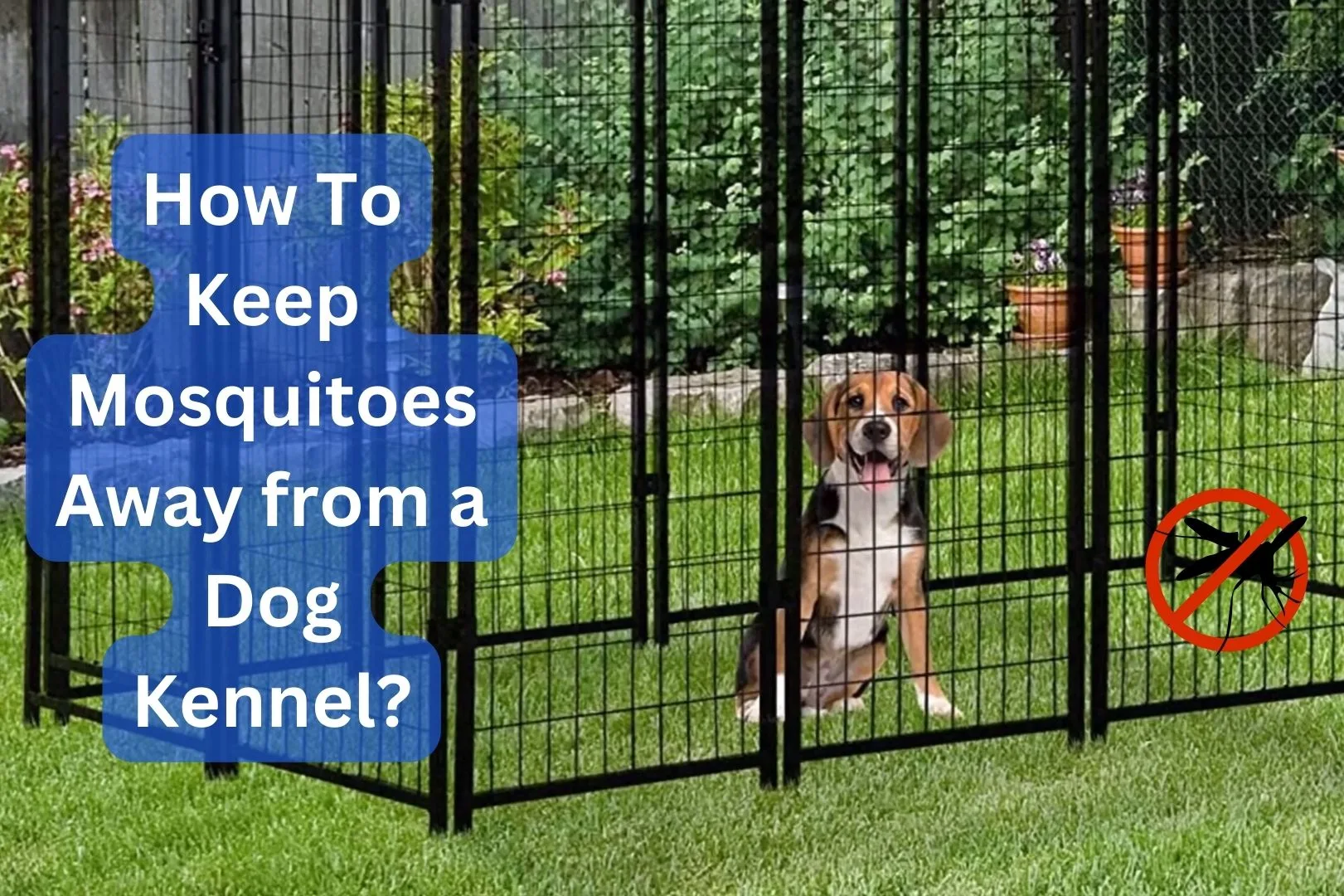 How To Keep Mosquitoes Away from a Dog Kennel