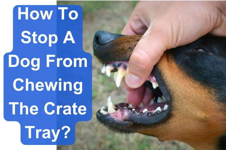 How to stop a dog from chewing The Crate Tray?