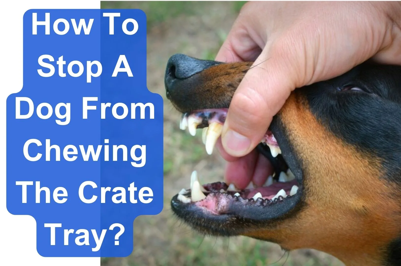 How To Stop A Dog From Chewing The Crate Tray