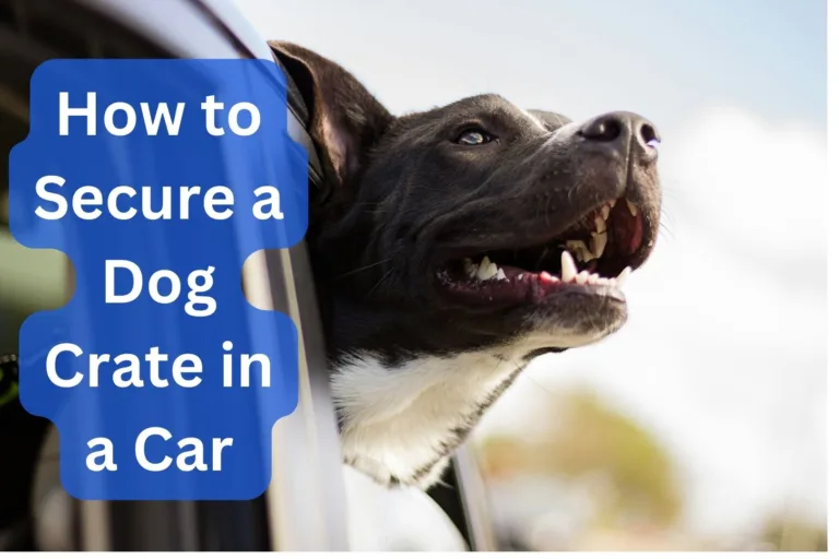 How to Secure a Dog Crate in a Car