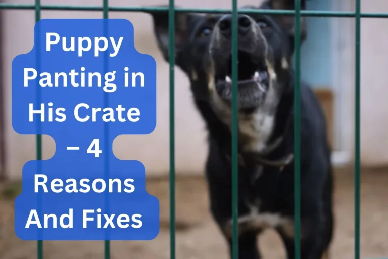 Puppy Panting in His Crate – 4 Reasons And Fixes