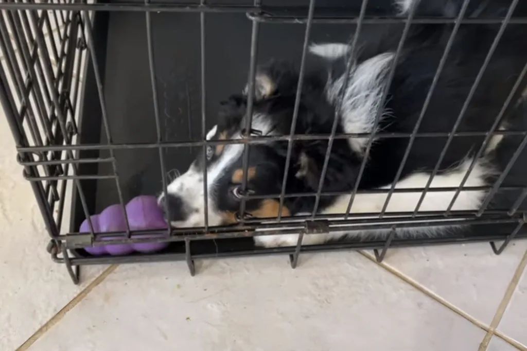 Giving a dog a chew toy in a crate