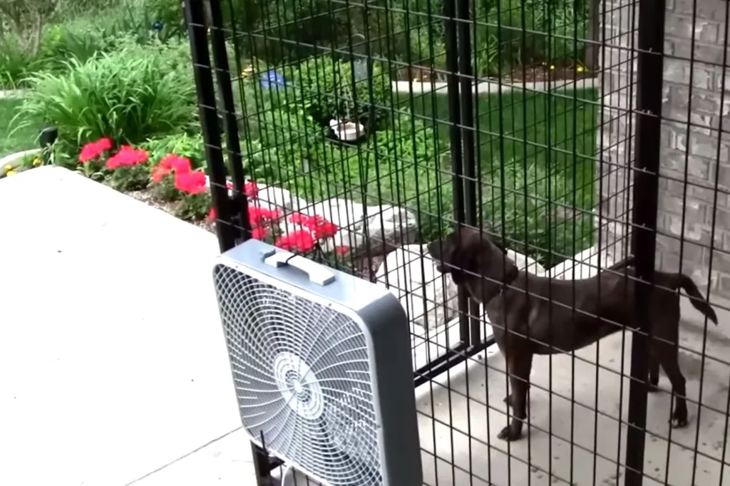 How to Keep Mosquitoes Away from A Dog Kennel