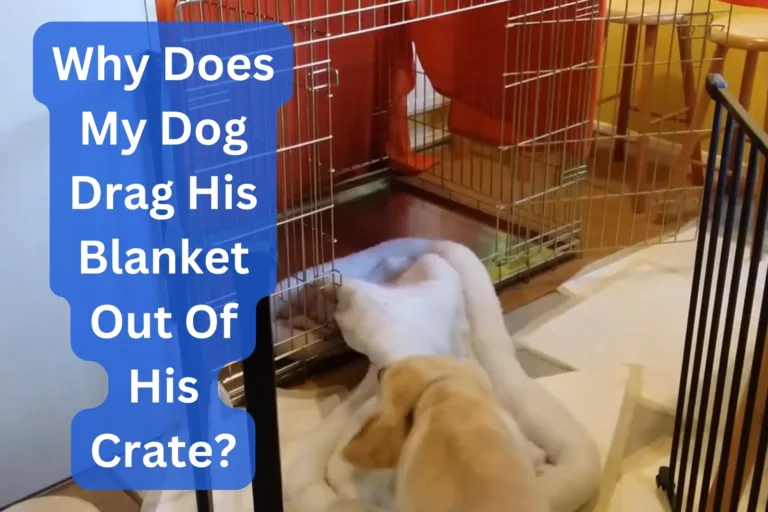 Why Does My Dog Drag His Blanket Out Of His Crate?