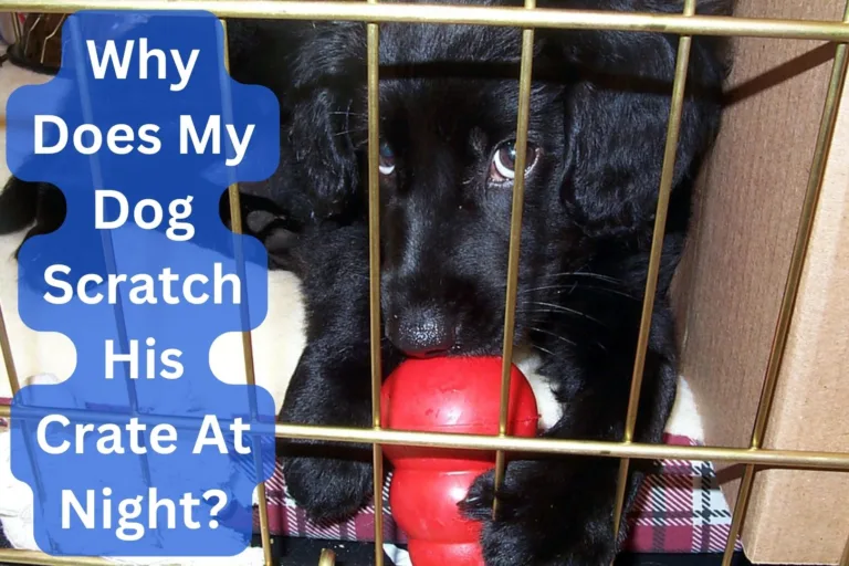 Why Does My Dog Scratch His Crate At Night? 4 Reasons