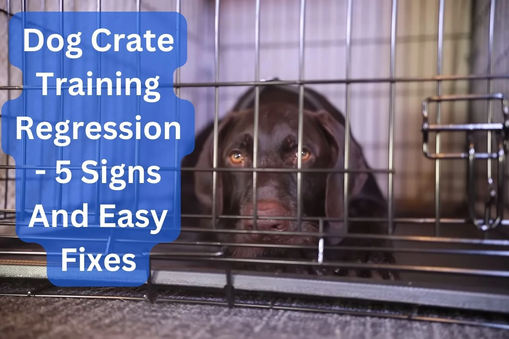 dog crate training regression